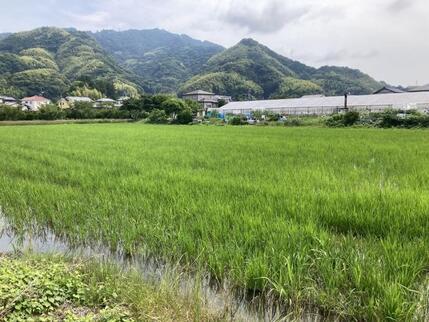 写真:乾田直播水田