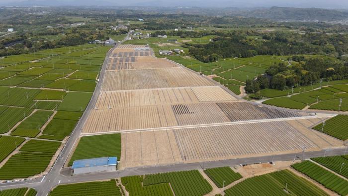 写真：茶園の区画整理の様子