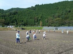 写真:殿コスモス種まき