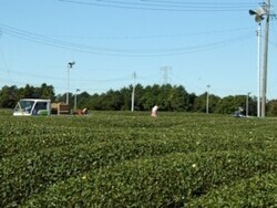 写真:茶園