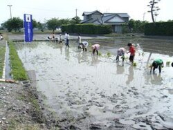 写真:田植え体験
