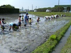 写真:田植え体験