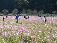 写真:休耕田を利用したコスモス畑