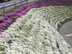 写真:道路法面への植栽