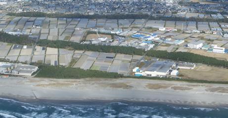 写真：斜め海岸林