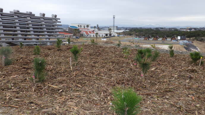 苗木植樹とマルチング(木片)が完了した様子