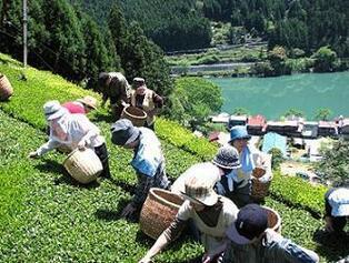 写真:茶の手摘体験の様子