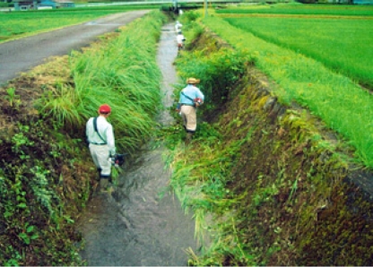 写真:除草活動の様子