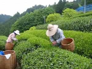 写真：天竜の茶園