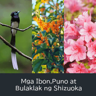 Mga Ibon, Puno at Bulaklak ng Shizuoka