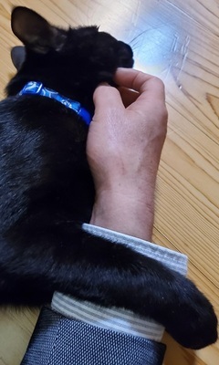 写真:飼い主さんに腕を絡める黒猫のくぅ