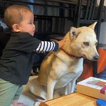 写真:犬のジャビー