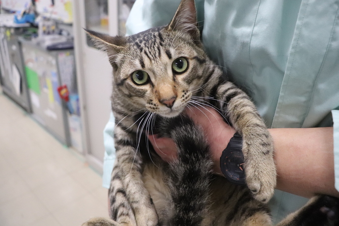 猫のリンちゃんの写真