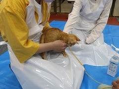 写真:膝上で遊んでもらっている子猫