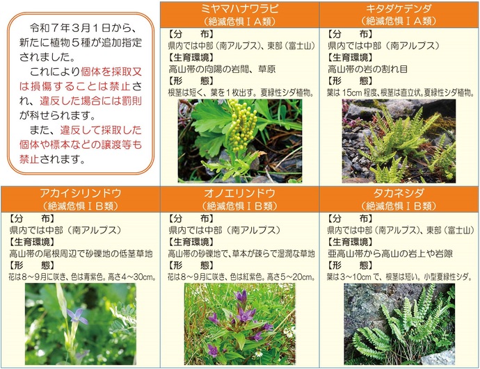 指定植物5種の写真