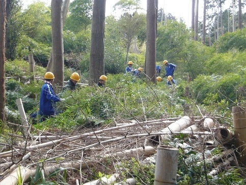 聖隷クリストファー高生による竹林の維持管理作業の写真