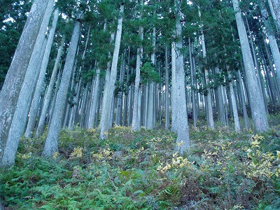 写真:森林