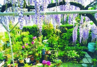 花盛りの枝垂れ藤