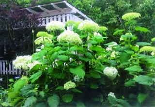 雨に煙る白いアジサイの花