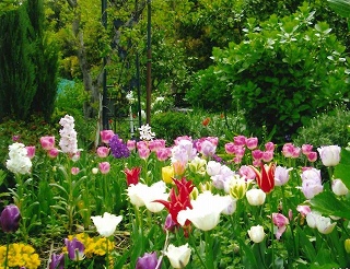 色とりどりのチューリップ花壇