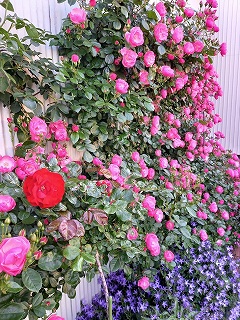 壁面もバラが揺れる