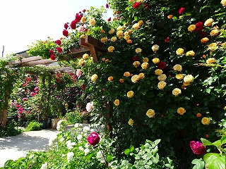 5月上旬 つるバラのパーゴラ
