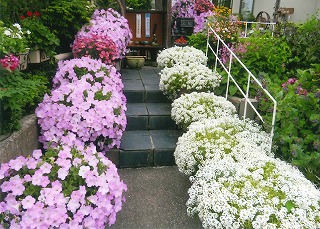 ピンクと白の花道
