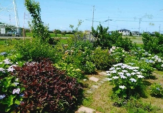 晴天のもと、花盛りのアジサイが並ぶ