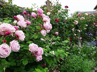 壁面はバラで、株元は宿根草で覆われて