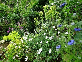 青と白の草花に緑を調和