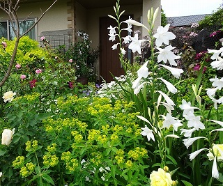 珍しい植物に会えるお庭