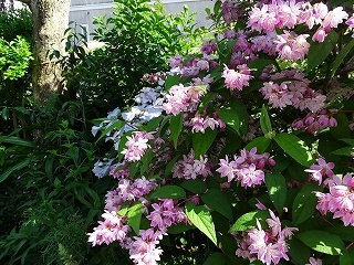 ピンクの花が華やかに