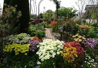 色とりどりのラナンキュラス「ラックス」の花
