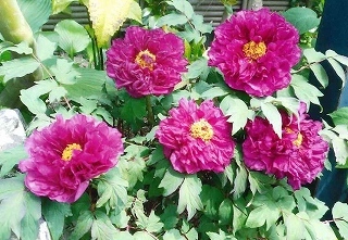 濃い赤紫のボタンの花