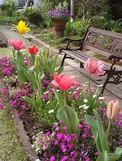 4月 春花壇