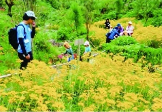 一帯が黄色に染まる