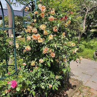 オレンジのバラ