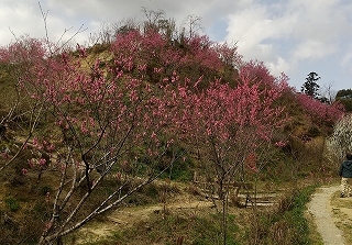 花桃の花