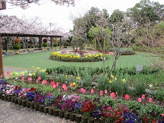 桜が背景の春の花壇