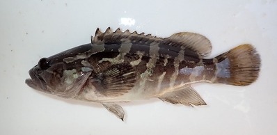画像:完全養殖したクエの稚魚