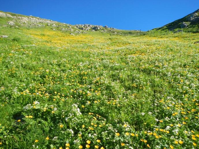 写真:南アルプス高標高部のお花畑