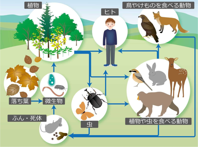イラスト:生物多様性のバランス