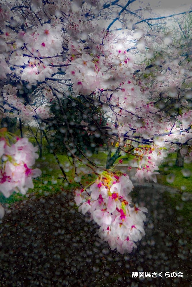 写真:入選5桜の風景
