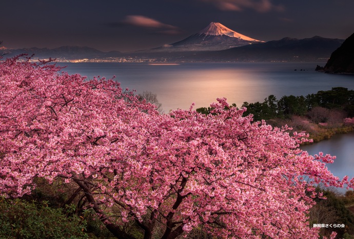 写真:入選3富士山と桜