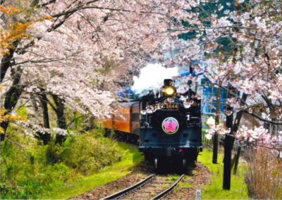 画像:春1