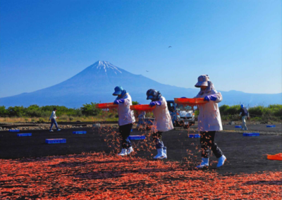 画像:春2