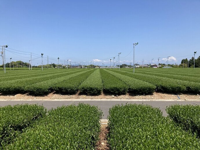 写真 収獲後の茶園(令和6年4月29日)