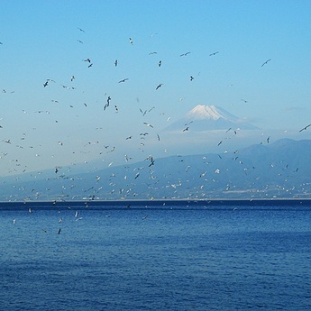 伊豆西海岸 西浦より(11月)富士山