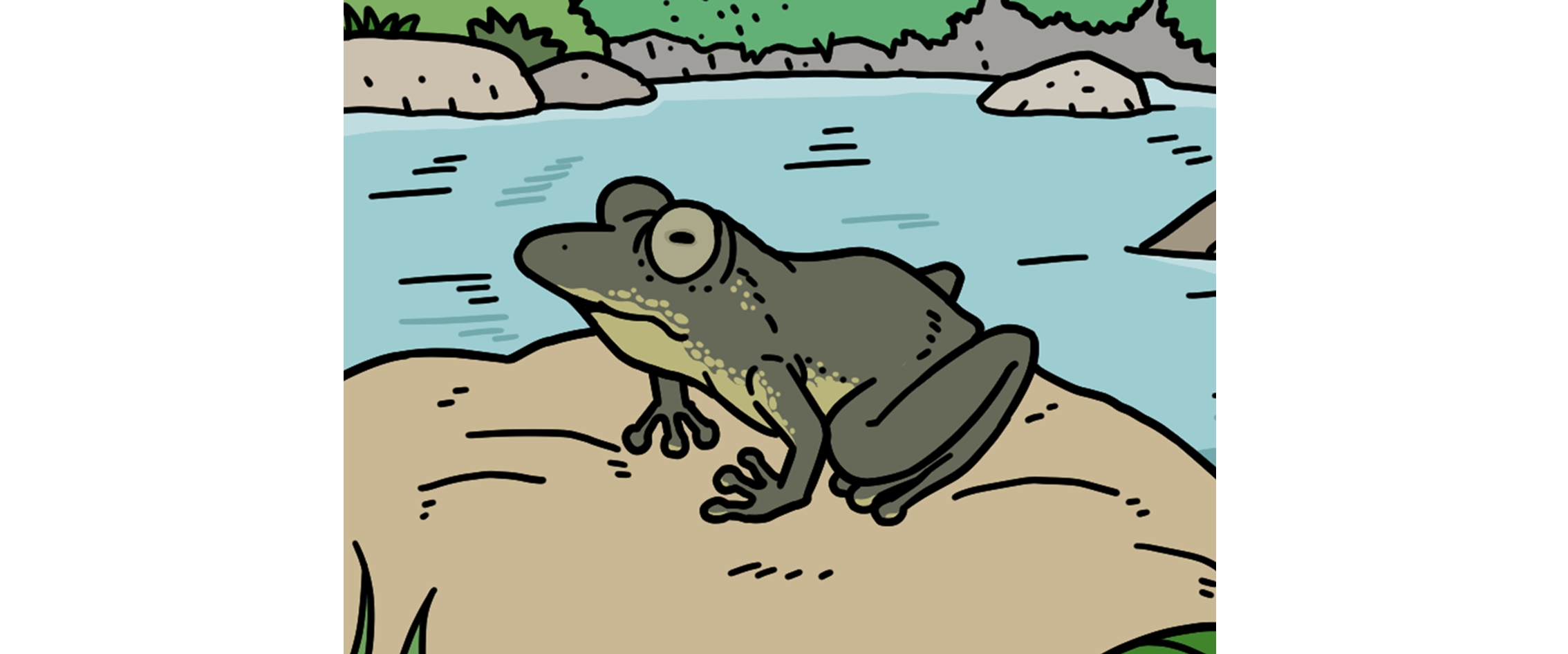 カジカガエル
