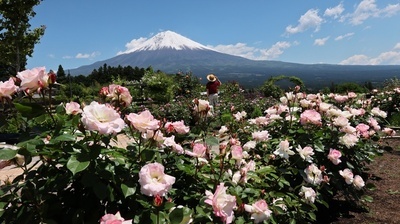 画像:バラの花咲く丘